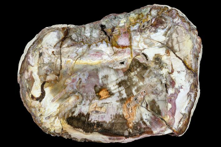 Colorful, Petrified Wood (Araucaria) Round - Madagascar #113268